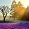 朝日と芝桜
