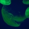 クラゲ