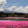 芝桜まつり