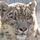 ユキヒョウ
