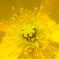 花粉