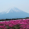 富士　芝桜