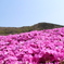 芝桜