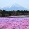 芝桜　富士