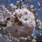ぽんぽん八重桜