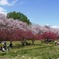 青空と八重桜と花桃と