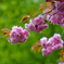 八重の桜