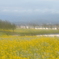 菜の花