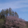 オキナ桜がひっそりと
