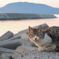 眠たいねこ