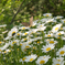 SDIM0152