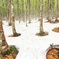 雪解けの頃