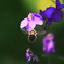 大根の花