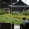 2013　京都　タヌキもいます