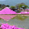 桜富士