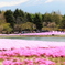 芝桜