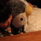 ペンギンカフェ