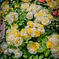 Light Room Roses