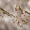 開花