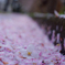　散花歩道