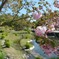 八重桜