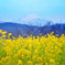 吾妻山公園_菜の花