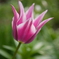 tulip