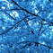 青い桜の世界