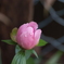 DSCF3285