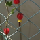 DSCF3289