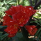 DSCF3294