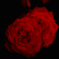薔薇