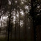 Secret Forest