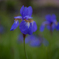 Blood Iris