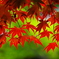 春紅恋慕