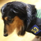 愛犬