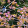 オオルリ桜