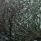 2013年5月7日　雪