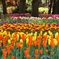 tulip
