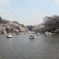 井の頭公園のスワン大量発生