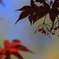 花便り　- 紅色のシルエット -