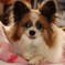 愛犬その２