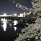 夜桜④