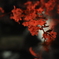 夜桜⑤