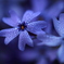 芝桜