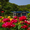 薔薇の季節（鎌倉文学館）