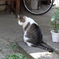 みかえり美人