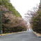 北海道神宮桜半開