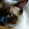 Blue Eye