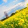 菜の花畑